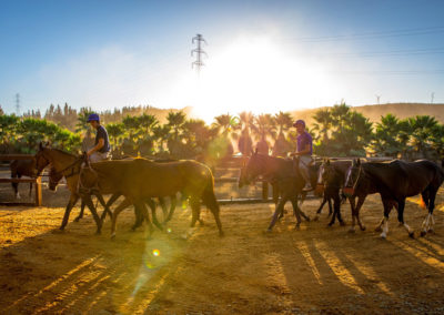 ponies exercising at sunset