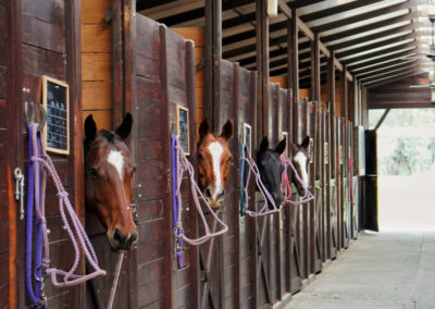 horses livery at polo valley